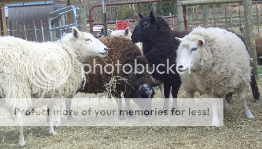 cute_sheep_group_picture.jpg