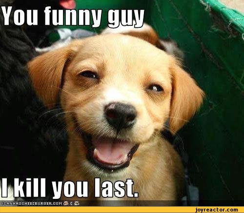 funny-pictures-auto-dog-kill-380463.jpeg