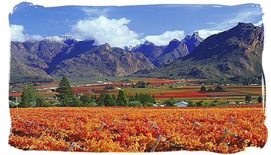 Western-Cape-province-vineyards-between-rugged-mountains.jpg
