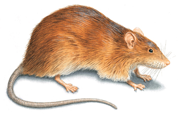 norway-rat-illustration_360x236.jpg
