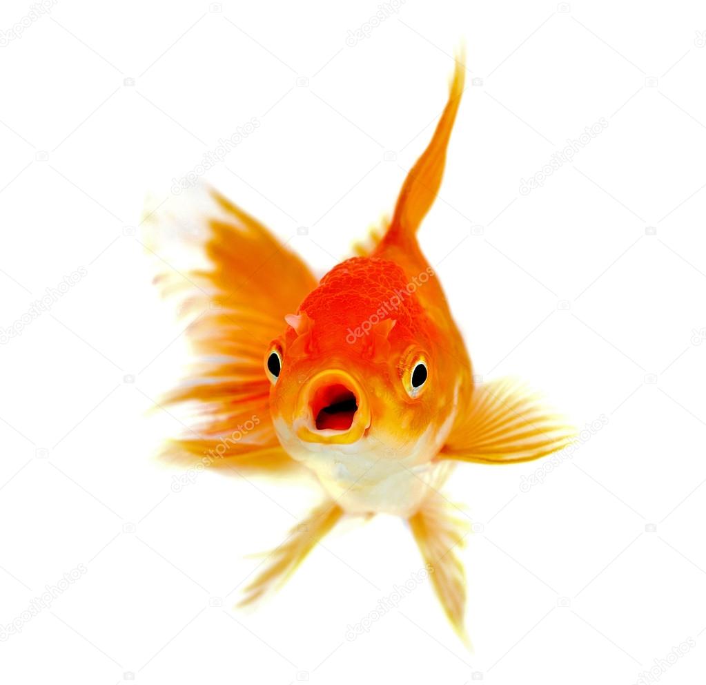 depositphotos_57727635-stock-photo-gold-fish-isolation-on-the.jpg