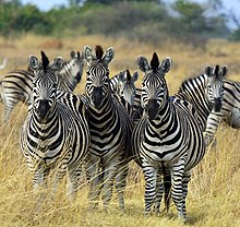 220px-Zebra_Botswana_edit02.jpg