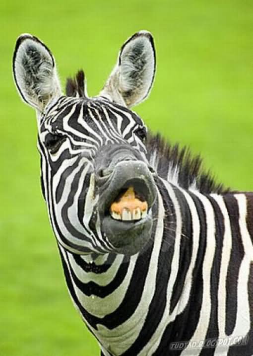 Zebra-Showing-Teeth-Funny-Picture.jpg