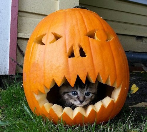 cat-in-pumpkin-500x450.jpg